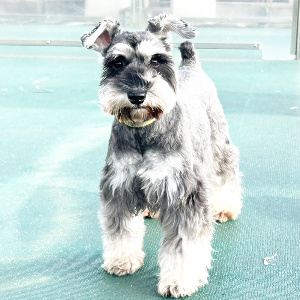 生徒が撮影したモデル犬③